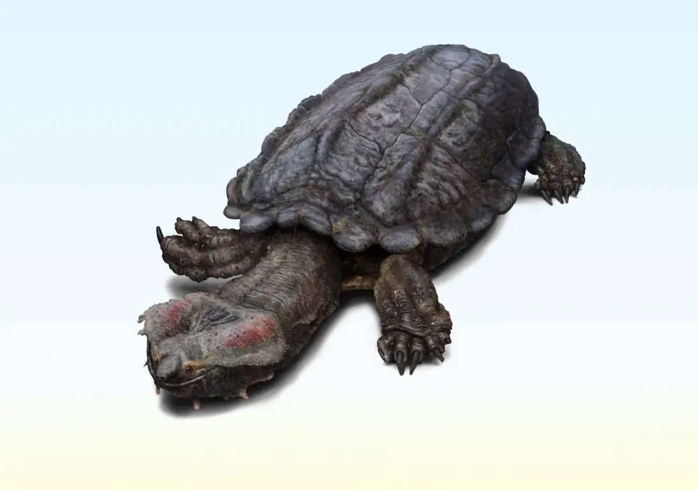 Chelus colombiana
