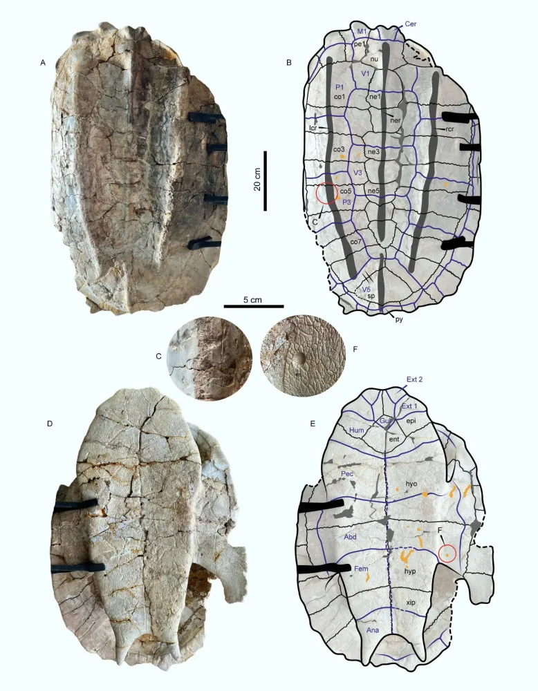 Chelus colombiana