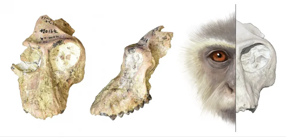 Olotimcolobus